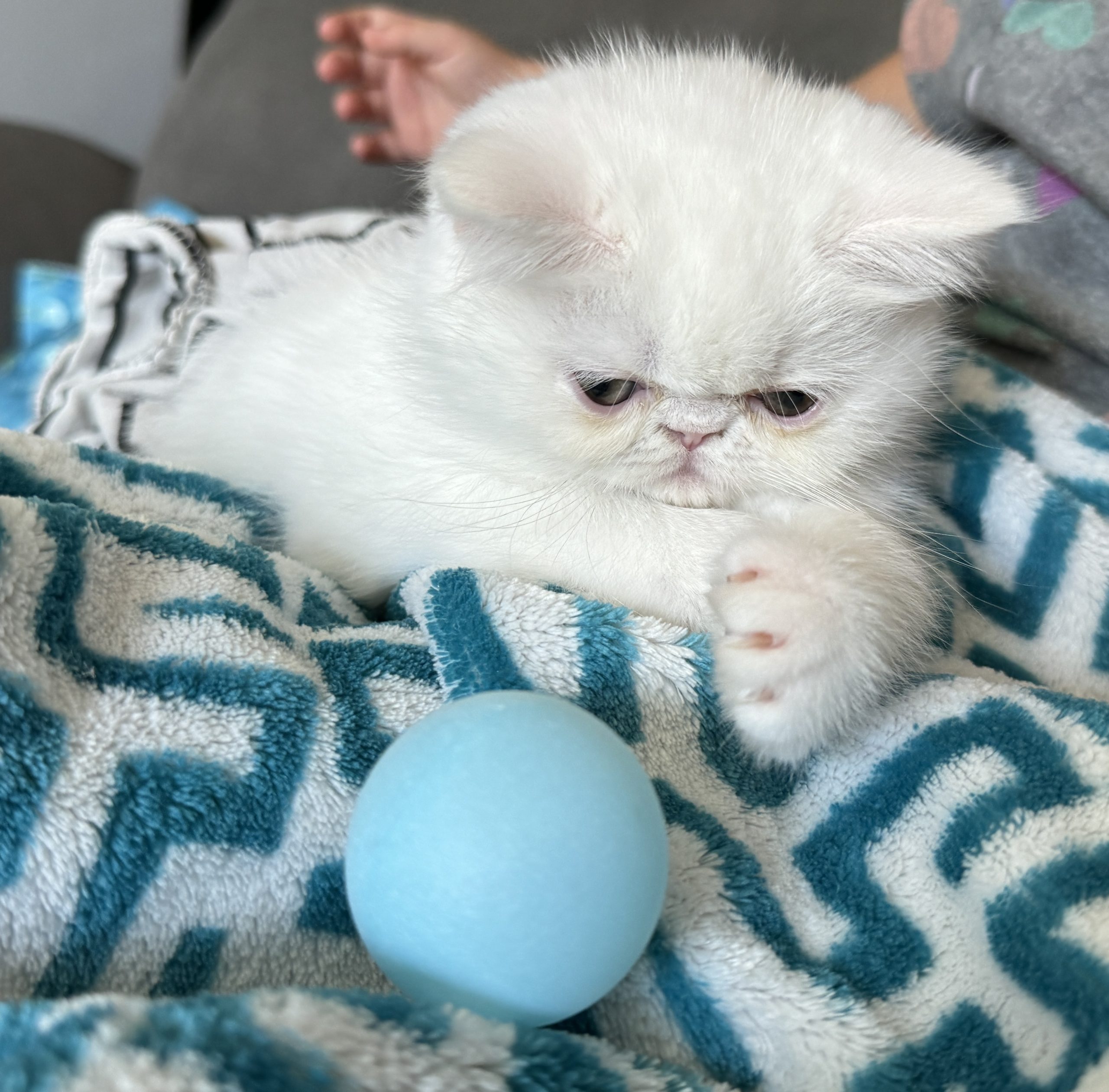 Chocolate exotic shorthair kittens best sale for sale